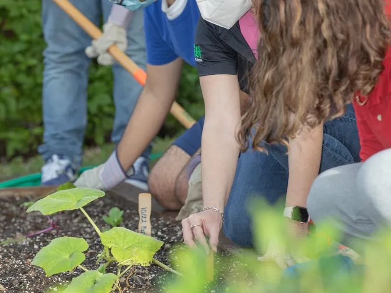 Students dig and plant seedlings in a garden bed.